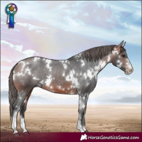 Horse Color:White Spotted Bay Sabino Appaloosa