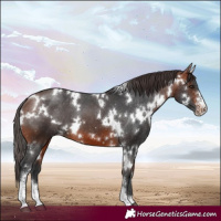 Horse Color:White Spotted Bay Sabino Appaloosa