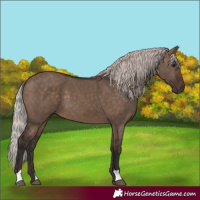 Horse Color:Silver Brown Dun