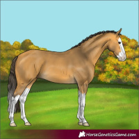 Horse Color:Buckskin Splash 