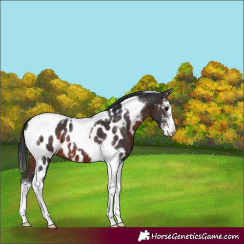 Horse Color:Brown Sabino Tobiano Near Leopard 
