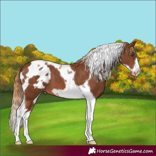 Horse Color:Chestnut Tobiano Frame Skewed Appaloosa 