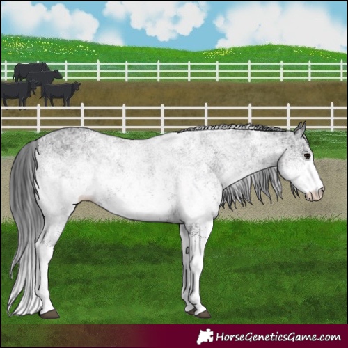 Horse Color:White Spotted Black 