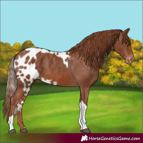 Horse Color:Chestnut Tobiano Skewed Appaloosa