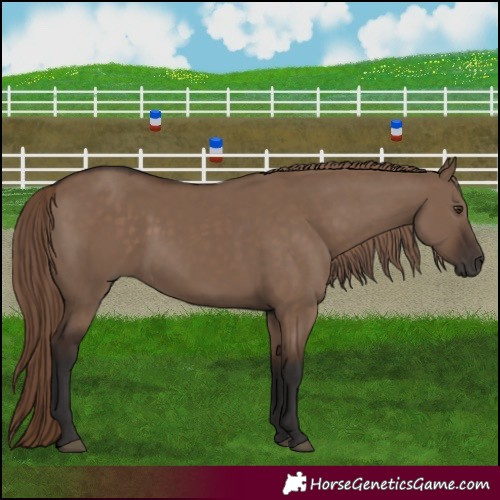 Horse Color:Liver Red Dun Rabicano