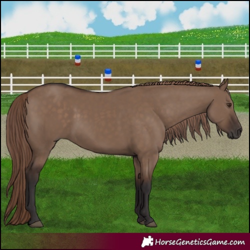 Horse Color:Liver Red Dun Rabicano 