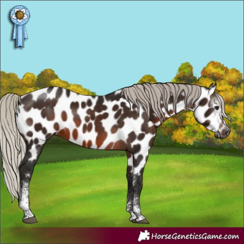 Horse Color:Gray Silver Brown Sabino Appaloosa 