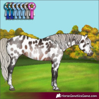 Horse Color:Gray Silver Brown Sabino Appaloosa