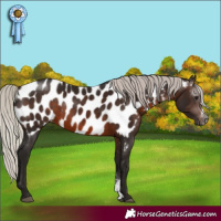 Horse Color:Gray Silver Brown Sabino Appaloosa