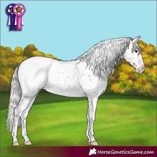 Horse Color:Silver Brown Sabino Appaloosa 
