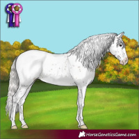 Horse Color:Silver Brown Sabino Appaloosa
