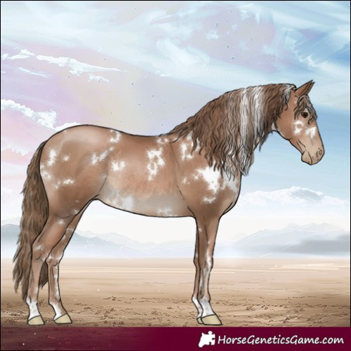 Horse Color:White Spotted Black Pearl Rabicano 