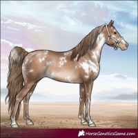 Horse Color:White Spotted Black Pearl Rabicano 