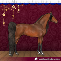 Horse Color:Bay 