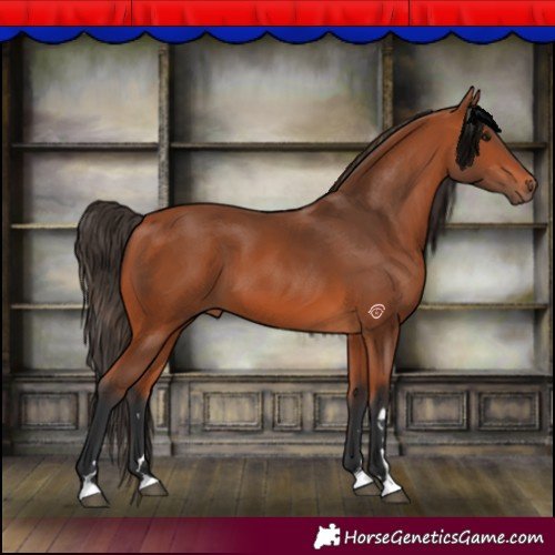 Horse Color:Bay 