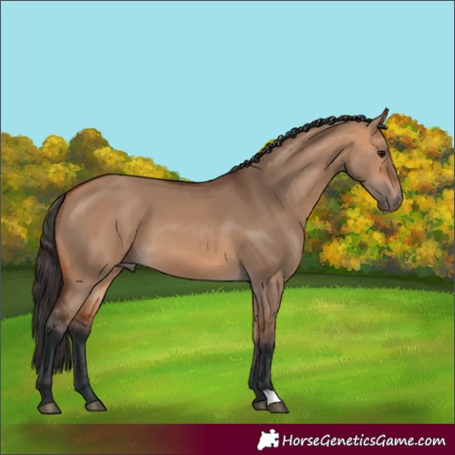 Horse Color:Bay Dun 