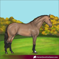 Horse Color:Bay Dun 