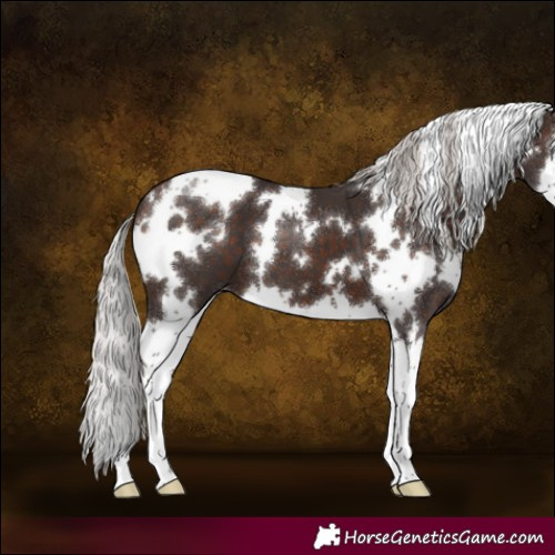 Horse Color:White Spotted Silver Brown Splash 