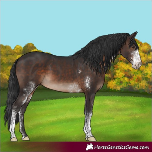 Horse Color:Brown Sabino Rabicano 