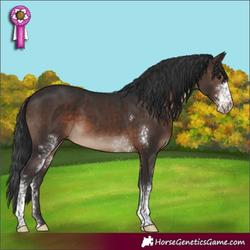 Horse Color:Brown Sabino Rabicano 