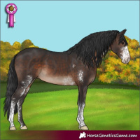 Horse Color:Brown Sabino Rabicano