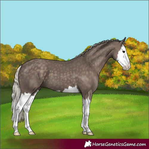 Horse Color:Silver Black Splash 