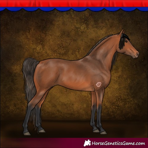 Horse Color:Bay 