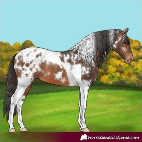 Horse Color:White Spotted Bay Tobiano Blanket