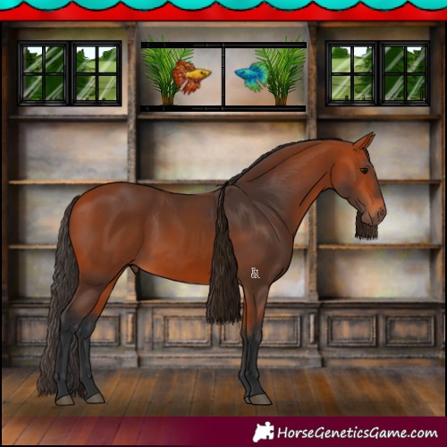 Horse Color:Bay 