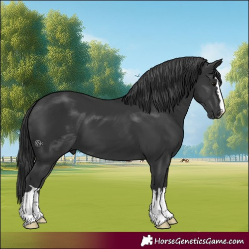 Horse Color:Black 