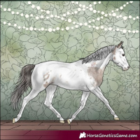 Horse Color:Brown Roan Dun Splash Tobiano Appaloosa