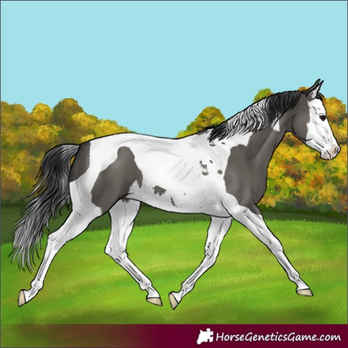Horse Color:Grullo Splash Tobiano