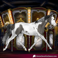 Horse Color:Grullo Splash Tobiano