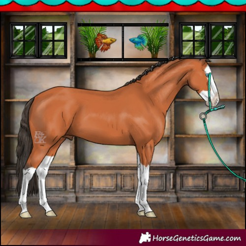 Horse Color:Bay Splash 