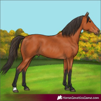 Horse Color:Bay 