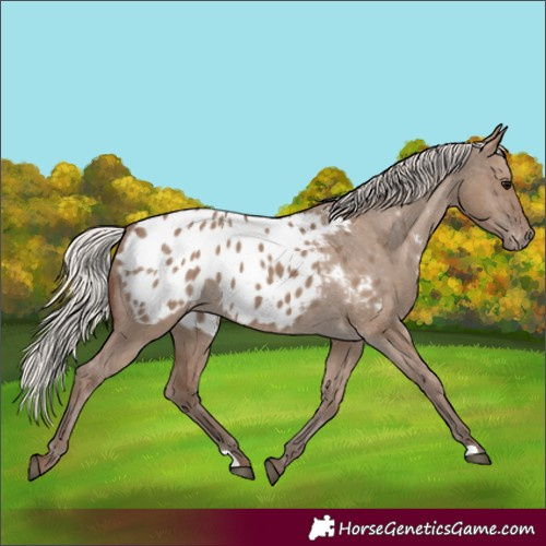 Horse Color:Unknown 