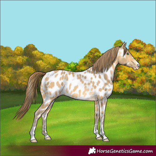 Horse Color:Amber Cream Champagne Appaloosa