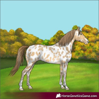Horse Color:Amber Cream Champagne Appaloosa 