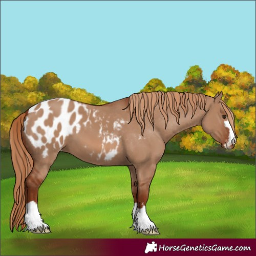 Horse Color:Red Dun Blanket 