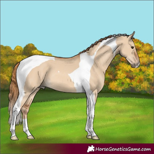 Horse Color:Red Dun Tobiano 