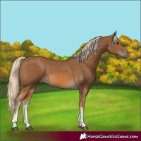 Horse Color:White Spotted Chocolate Palomino 