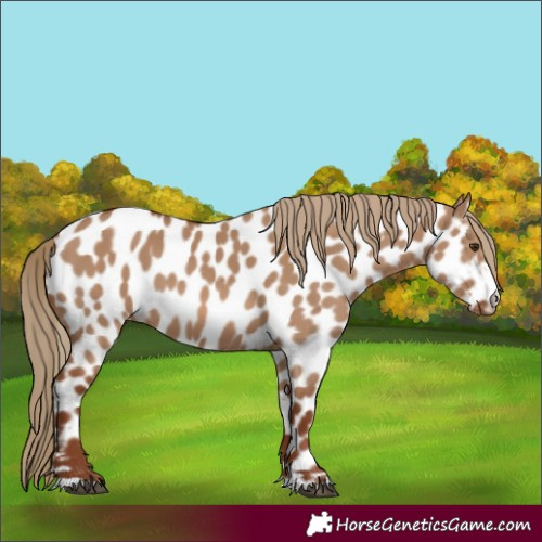 Horse Color:Red Dun Near Leopard 