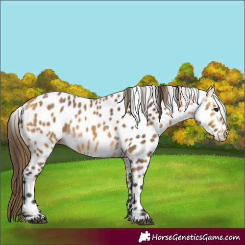 Horse Color:Buckskin Leopard 