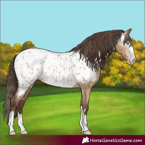 Horse Color:Gray Amber Champagne Dun Appaloosa