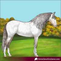Horse Color:Gray Amber Champagne Dun Appaloosa 