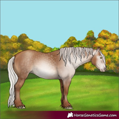 Horse Color:Gray Silver Amber Champagne Rabicano 