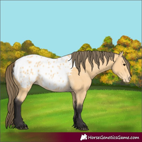 Horse Color:Buckskin Blanket 