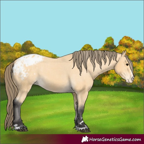 Horse Color:Buckskin Varnish 