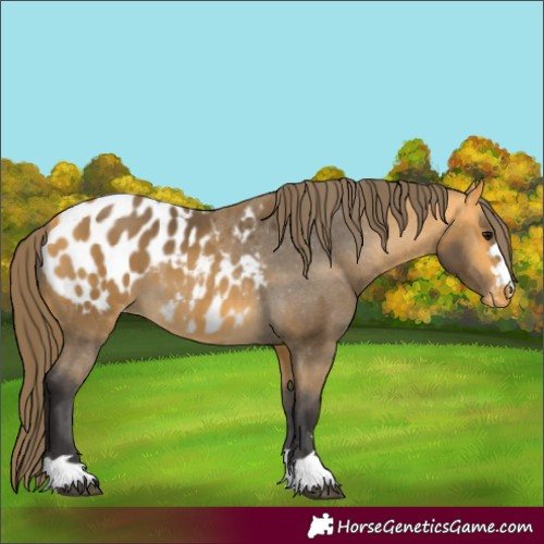 Horse Color:Buckskin Blanket