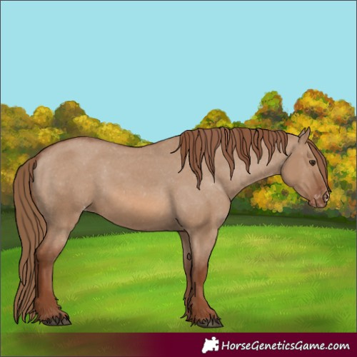 Horse Color:Red Dun Varnish